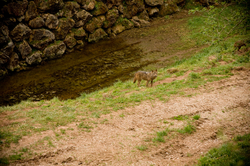 Illustration for article titled Visit Spain, See Wolves